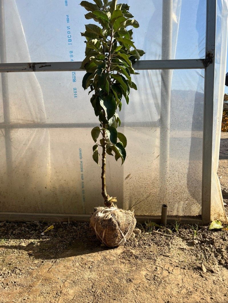 일심묘목농원님의 장터 판매 상품 [기둥사과 (왜성사과) 나무 3년생 결실주 분달이] 첨부 사진