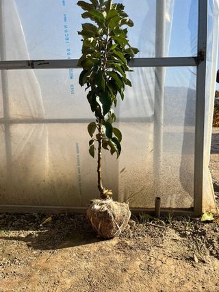 일심묘목농원님의 작성글 사진