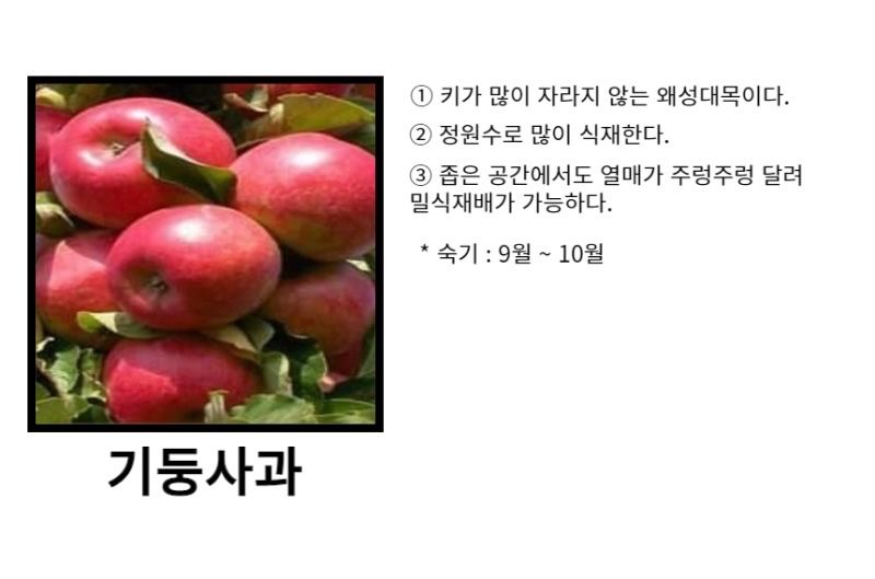 일심묘목농원님의 장터 판매 상품 [기둥사과 (왜성사과) 나무 3년생 결실주 분달이] 첨부 사진