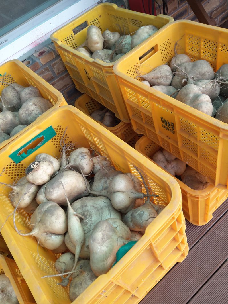 유석범님의 장터 판매 상품 [히카마  10kg] 첨부 사진