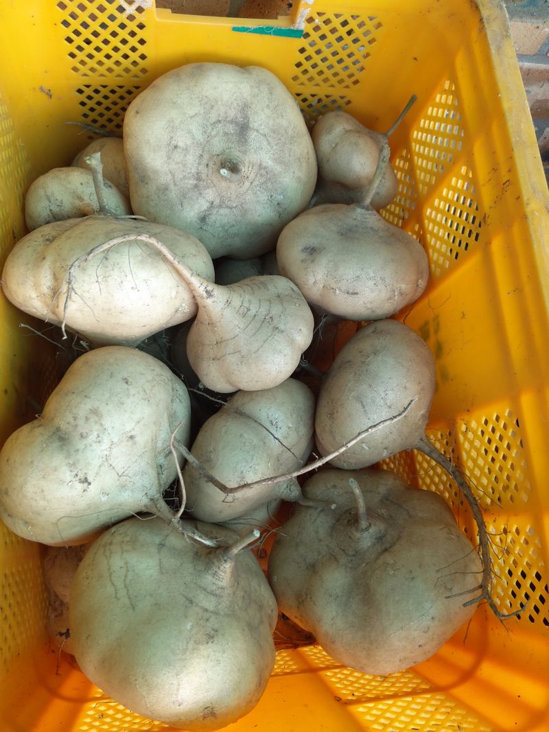 유석범님의 장터 판매 상품 [히카마  10kg] 첨부 사진