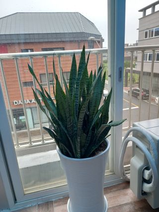 팜모닝회원 김광수님의 ↑ 윷놀이 하고 추석덕담 하기 · 참여글 작성글 사진