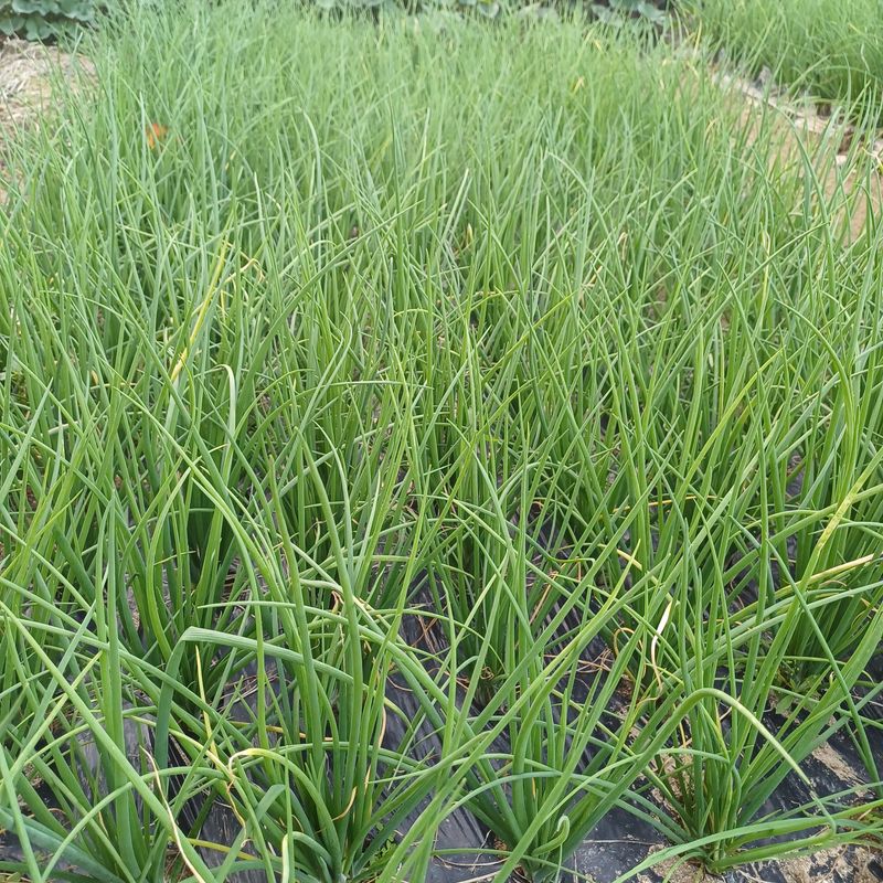 장터 상품 [달래파 모종 한묶음 만원] 썸네일