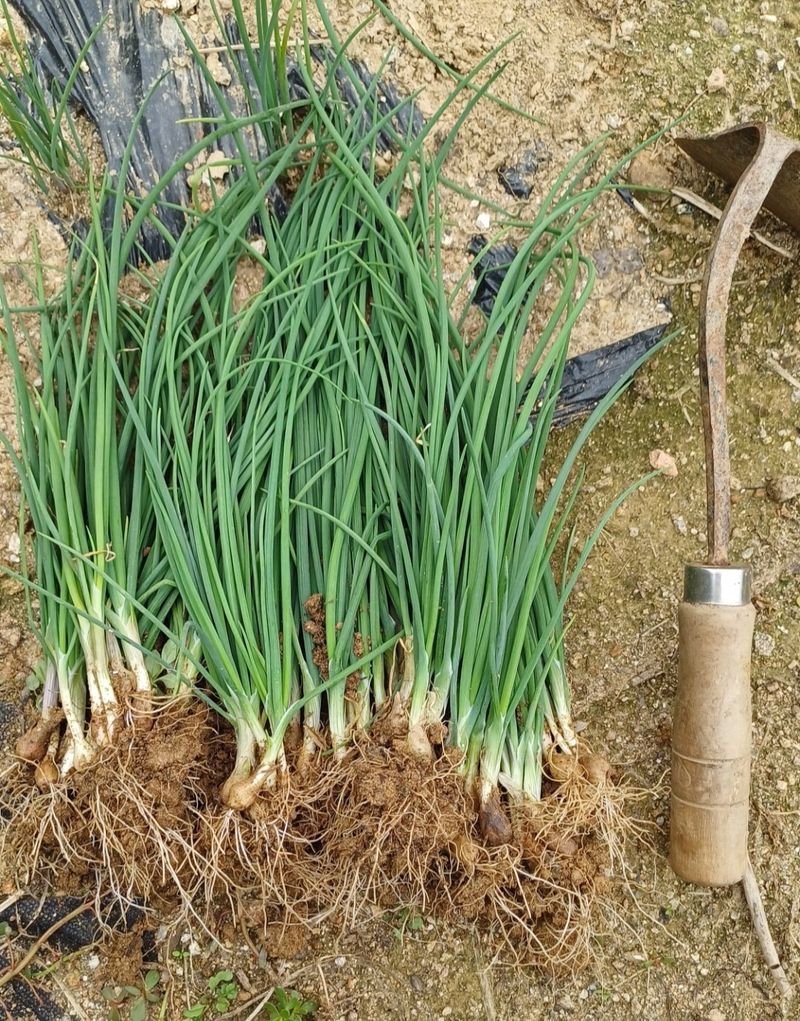 삼성농산님의 장터 판매 상품 [달래파 모종 한묶음 만원] 첨부 사진