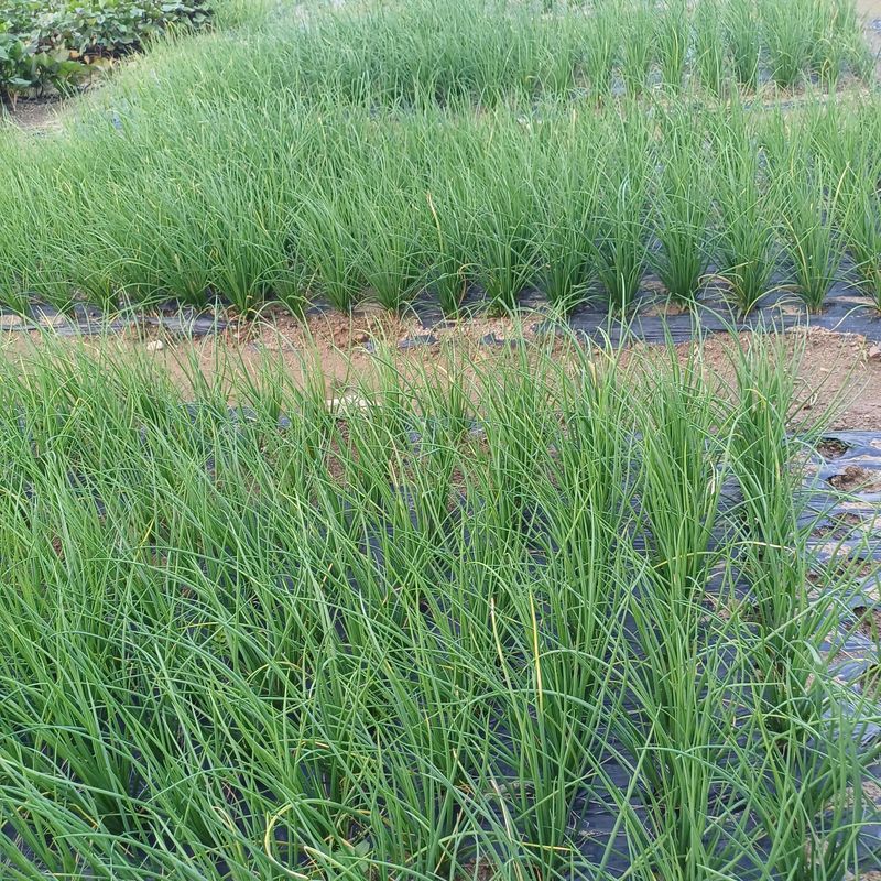 삼성농산님의 장터 판매 상품 [달래파 모종 한묶음 만원] 첨부 사진