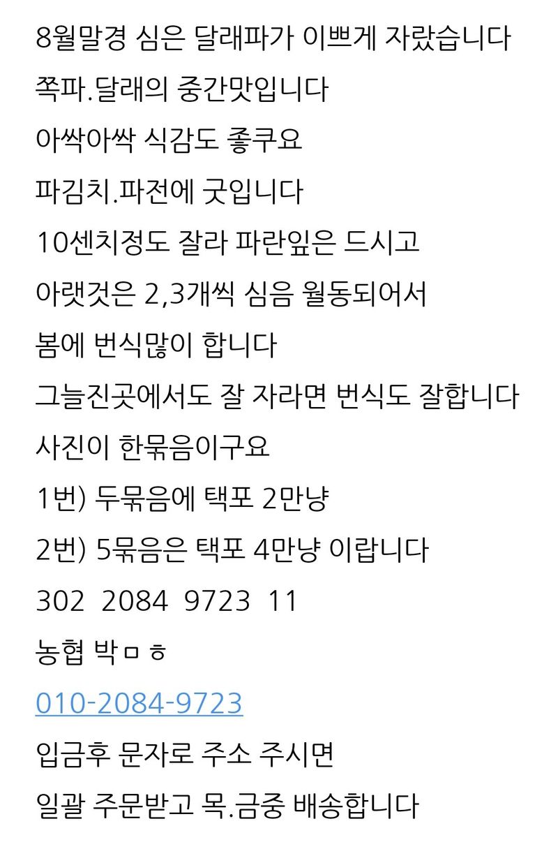 삼성농산님의 장터 판매 상품 [달래파 모종 한묶음 만원] 첨부 사진