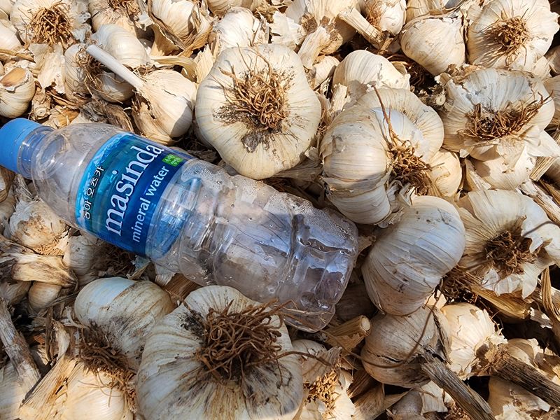 김성원님의 장터 판매 상품 [홍산마늘과 종구 주아] 첨부 사진