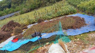 김분남 님의 ↑ 윷놀이 하고 추석덕담 하기 · 참여글 작성글 사진