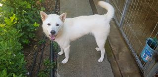 조현진(신작로)님의 ↑ 윷놀이 하고 추석덕담 하기 · 참여글 작성글 사진