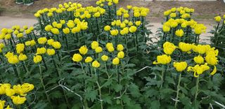 조현진(신작로)님의 ↑ 윷놀이 하고 추석덕담 하기 · 참여글 작성글 사진