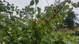 유자황칠님의 벼 · 영농일지 작성글 사진