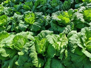 권병성님의 배추 · 일상 작성글 사진