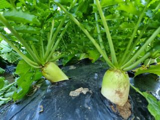 권병성님의 배추 · 일상 작성글 사진