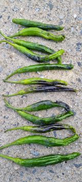 팜모닝 자유주제·자유게시판 게시글 이미지