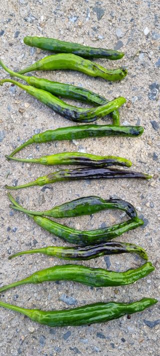 최영호님의 자유주제 · 자유게시판 작성글 사진