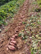 팜모닝 고구마·자유게시판 게시글 이미지