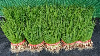 장순연(부경농원)님의 장터이야기 · 자유게시판 작성글 사진