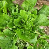 팜모닝 배추·영농일지 게시글 이미지