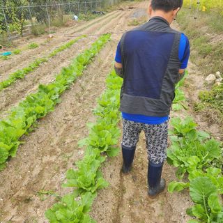 박은정님의 배추 · 영농일지 작성글 사진