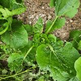 팜모닝 배추·병해충상담 게시글 이미지