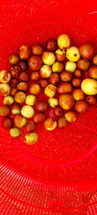 행복농장님의 고구마 · 자유게시판 작성글 사진