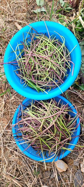 행복농장님의 고구마 · 자유게시판 작성글 사진