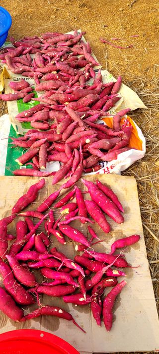 행복농장님의 고구마 · 자유게시판 작성글 사진