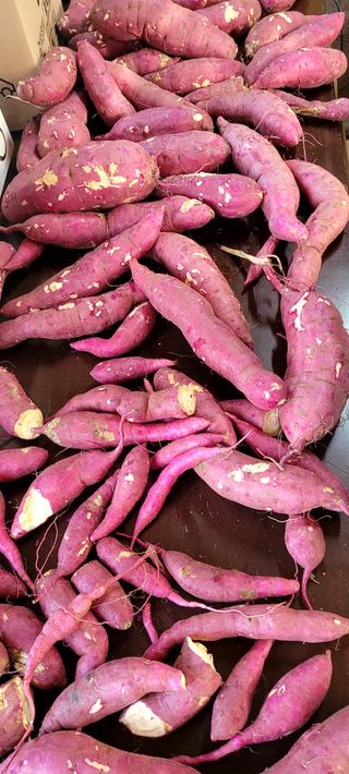 행복농장님의 고구마 · 자유게시판 작성글 사진