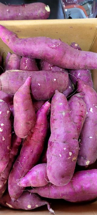 행복농장님의 고구마 · 자유게시판 작성글 사진