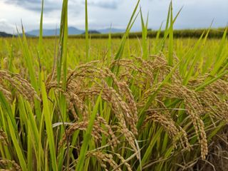 권병성님의 벼 · 자유게시판 작성글 사진
