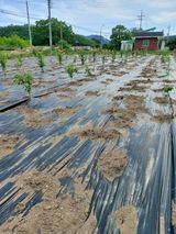 팜모닝 ↑ 윷놀이 하고 추석덕담 하기·참여글 게시글 이미지