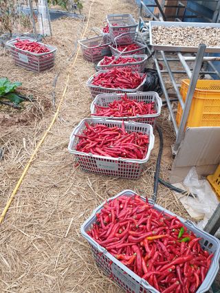 오임택 님의 고추 · 영농일지 작성글 사진