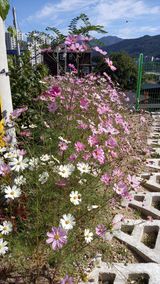 팜모닝 ↑ 윷놀이 하고 추석덕담 하기·참여글 게시글 이미지