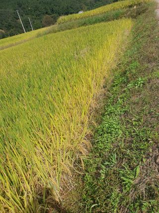 김영복님의 우리동네 · 동네수다 작성글 사진