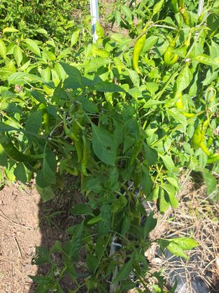 김영복님의 우리동네 · 동네수다 작성글 사진