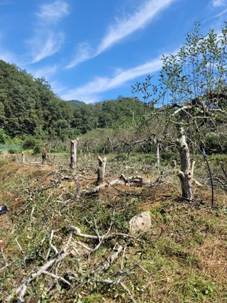 푸른눈늑대님의 사과 · 자연재해•동물피해 작성글 사진