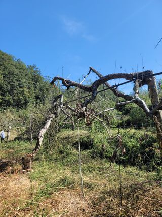 푸른눈늑대님의 사과 · 자연재해•동물피해 작성글 사진