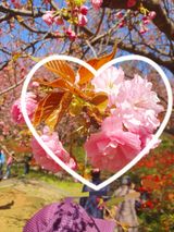 팜모닝 ↑ 윷놀이 하고 추석덕담 하기·참여글 게시글 이미지