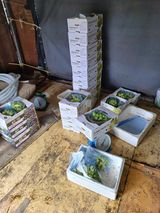 팜모닝 ↑ 윷놀이 하고 추석덕담 하기·참여글 게시글 이미지