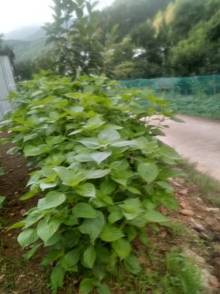 조갑선님의 귤 · 일상 작성글 사진