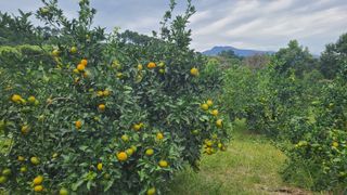 오정현님의 기타작물 · 자유게시판 작성글 사진