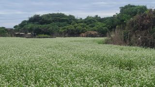 오정현님의 기타작물 · 자유게시판 작성글 사진
