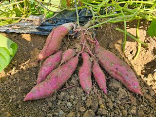 연모 자연의행복님의 고구마 · 자유게시판 작성글 사진
