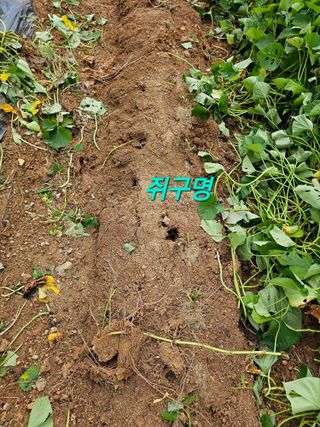 연모 자연의행복님의 고구마 · 자유게시판 작성글 사진