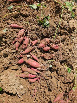 연모 자연의행복님의 고구마 · 자유게시판 작성글 사진
