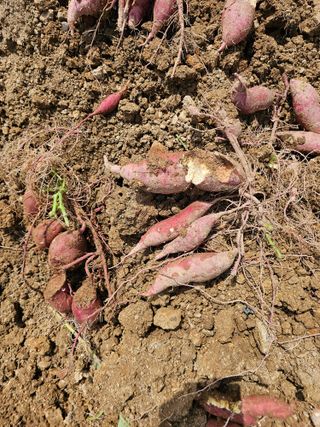 연모 자연의행복님의 고구마 · 자유게시판 작성글 사진