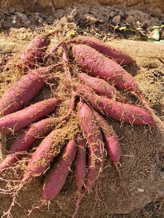 그린1505님의 고구마 · 자유게시판 작성글 사진