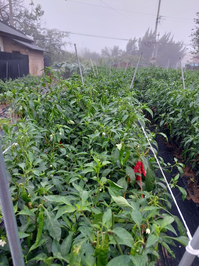 장터 상품 [풋고추 ] 썸네일