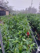 팜모닝 · 게시글 이미지