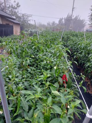 차영근님의 작성글 사진